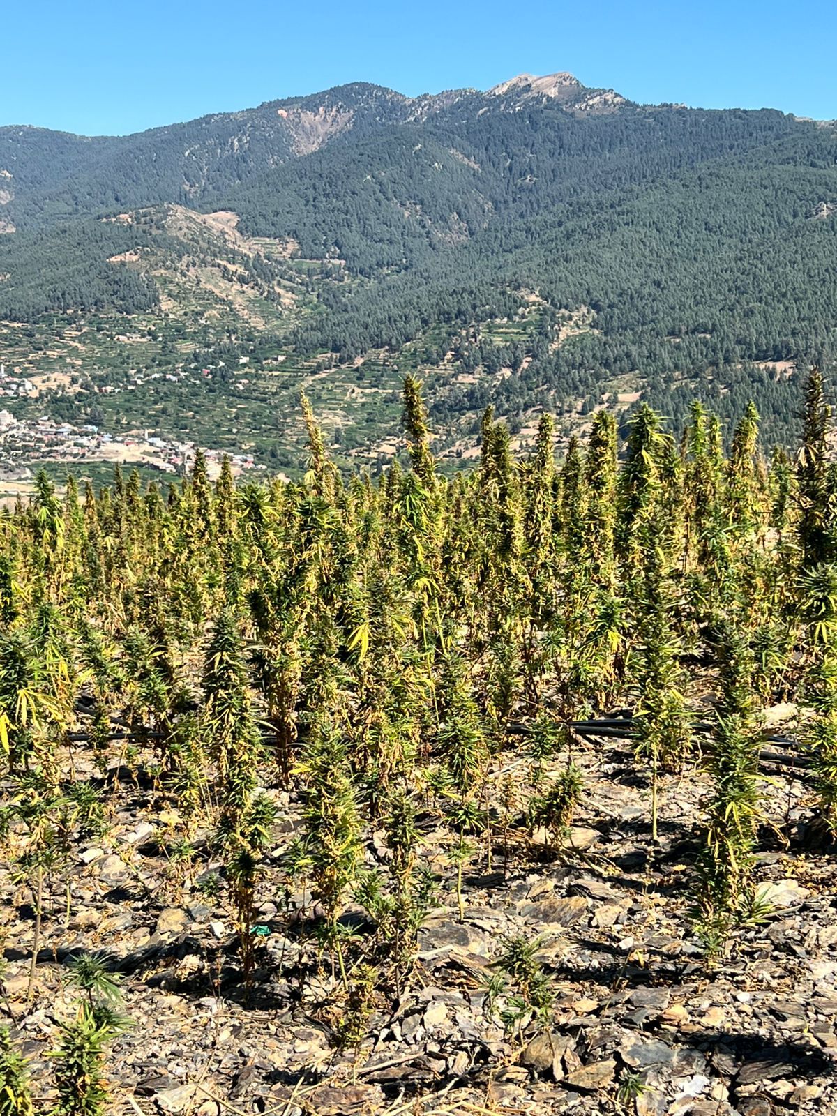 Premium Beldia Collection