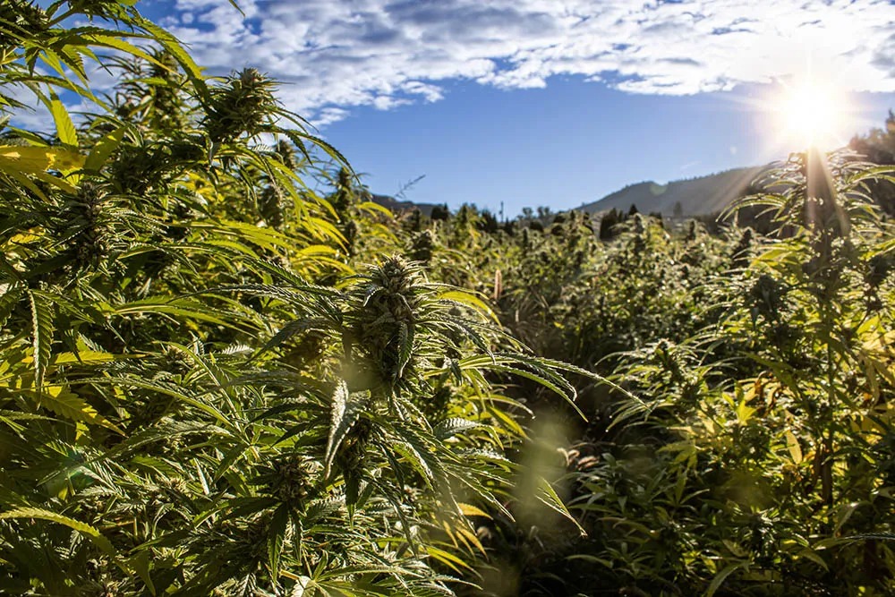 Mountain Craft Varieties